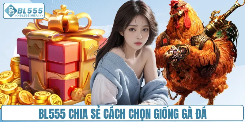 Chia Sẻ Cách Nuôi Gà Đá Hiệu Quả Cho Người Chơi Tại BL555 1 BL555 chia sẻ cách chọn giống gà đá
