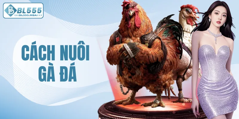 Chia Sẻ Cách Nuôi Gà Đá Hiệu Quả Cho Người Chơi Tại BL555 4 Cách Nuôi Gà Đá