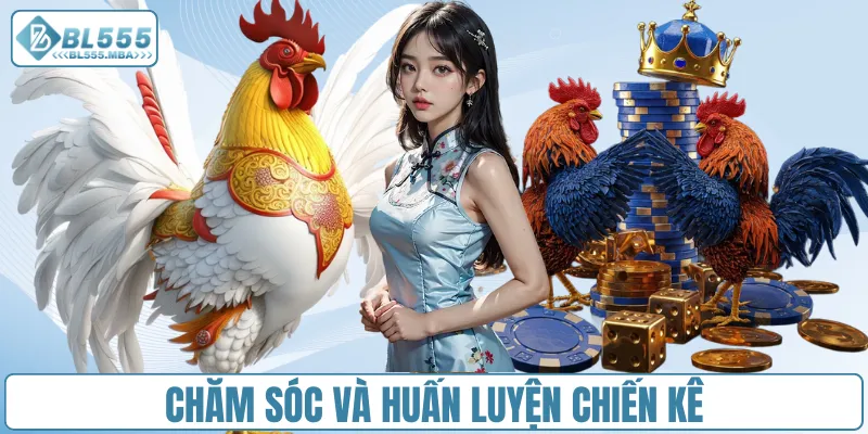 Chia Sẻ Cách Nuôi Gà Đá Hiệu Quả Cho Người Chơi Tại BL555 3 Chăm sóc và huấn luyện chiến kê
