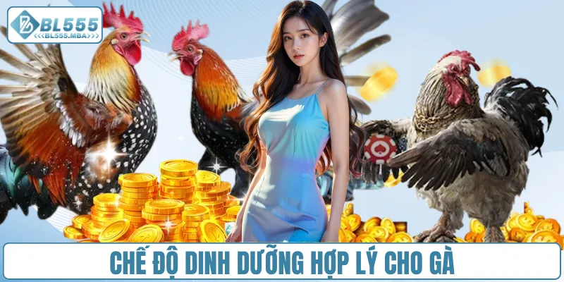 Chia Sẻ Cách Nuôi Gà Đá Hiệu Quả Cho Người Chơi Tại BL555 2 Chế độ dinh dưỡng hợp lý cho gà