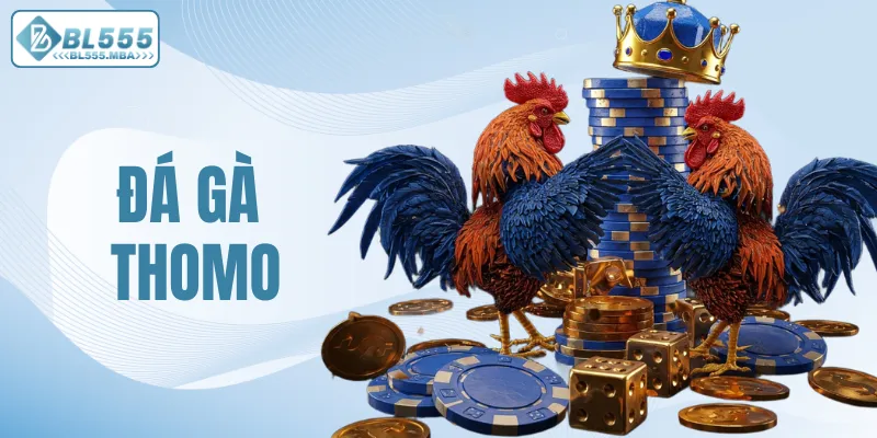 Đá Gà Thomo – Cược Nhanh Và Nhận Thưởng Hấp Dẫn Tại BL555 3 Đá gà Thomo