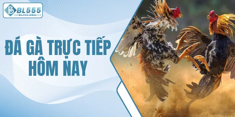 Cá Cược Đá Gà Trực Tiếp Hôm Nay Hấp Dẫn Cùng BL555 1 Đá gà trực tiếp hôm nay
