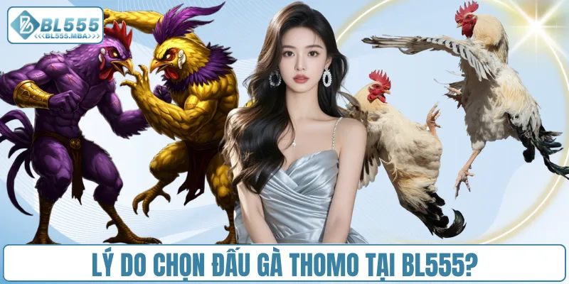 Đá Gà Thomo – Cược Nhanh Và Nhận Thưởng Hấp Dẫn Tại BL555 2 Lý do chọn đấu gà Thomo tại BL555?